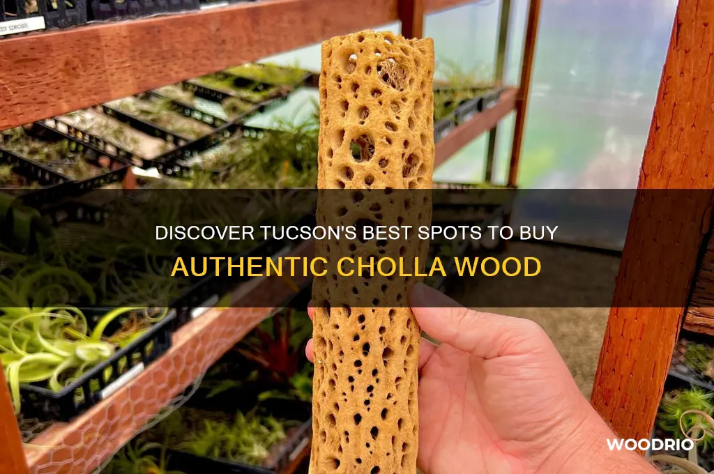 where to buy cholla wood in tucson