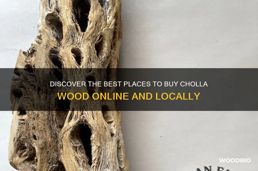 where to buy cholla wood