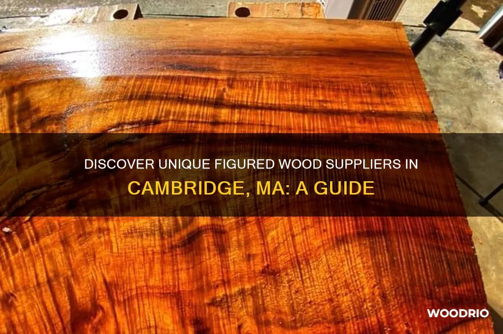 where to buy figured wood cambridge ma