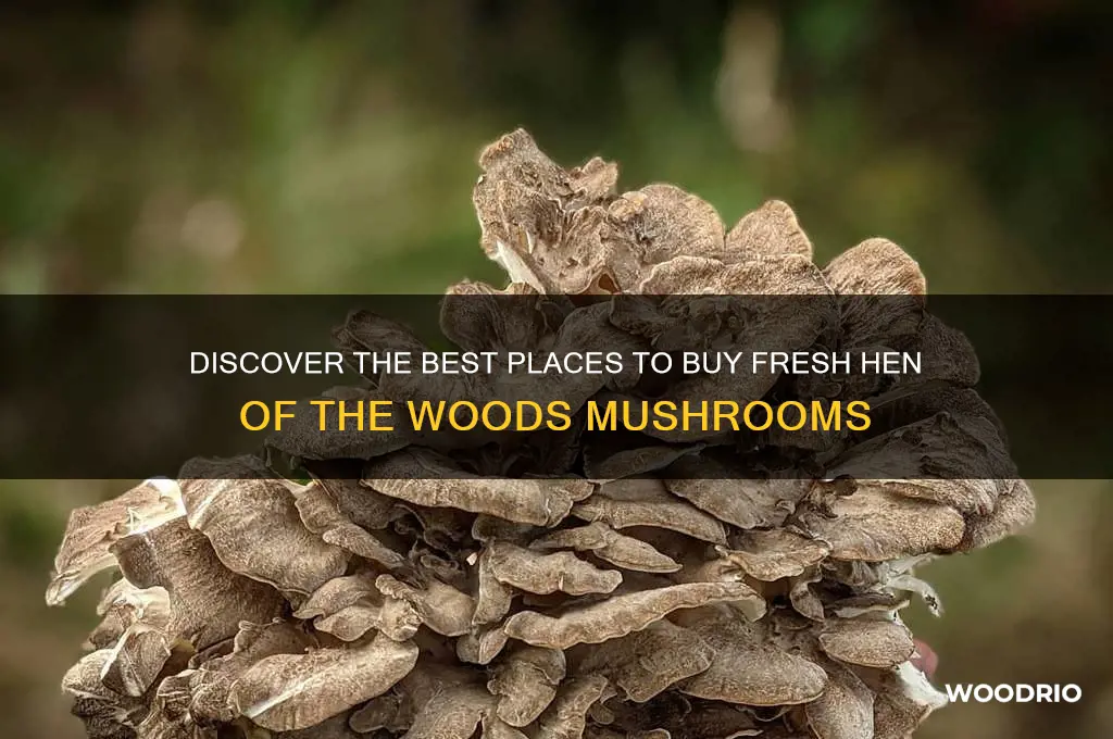 where to buy hen of the woods