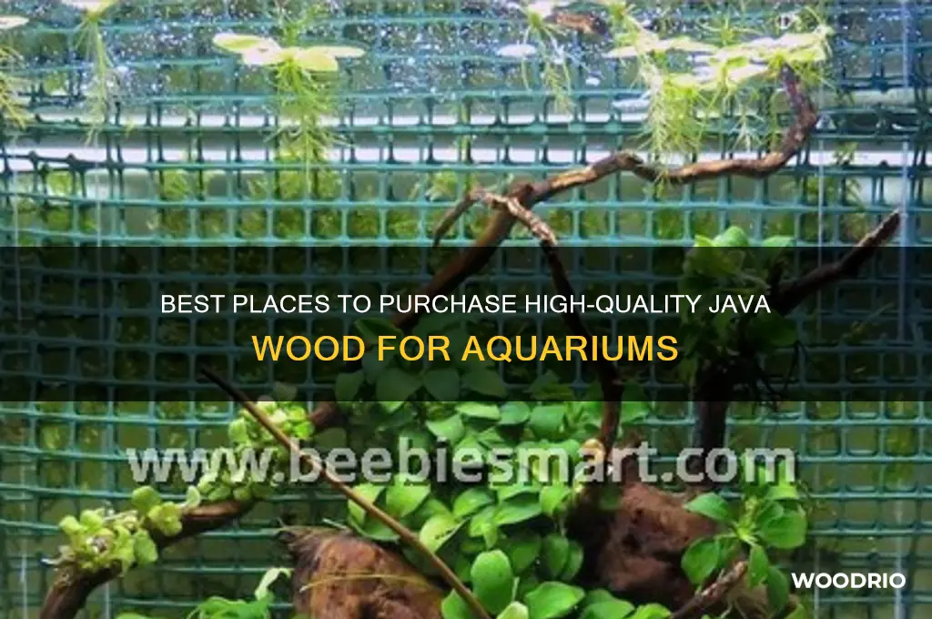 where to buy java wood