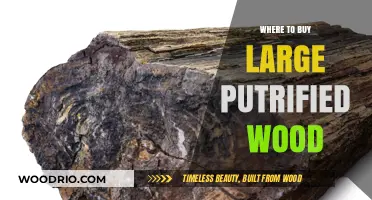 Discover the Best Sources to Buy Large Petrified Wood Today