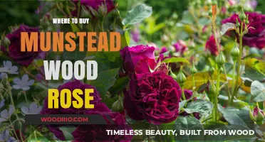 Discover the Best Nurseries to Buy Munstead Wood Roses