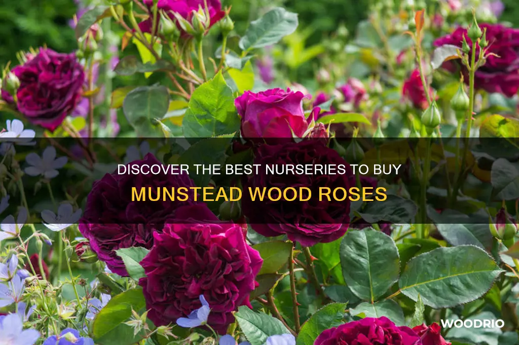 where to buy munstead wood rose