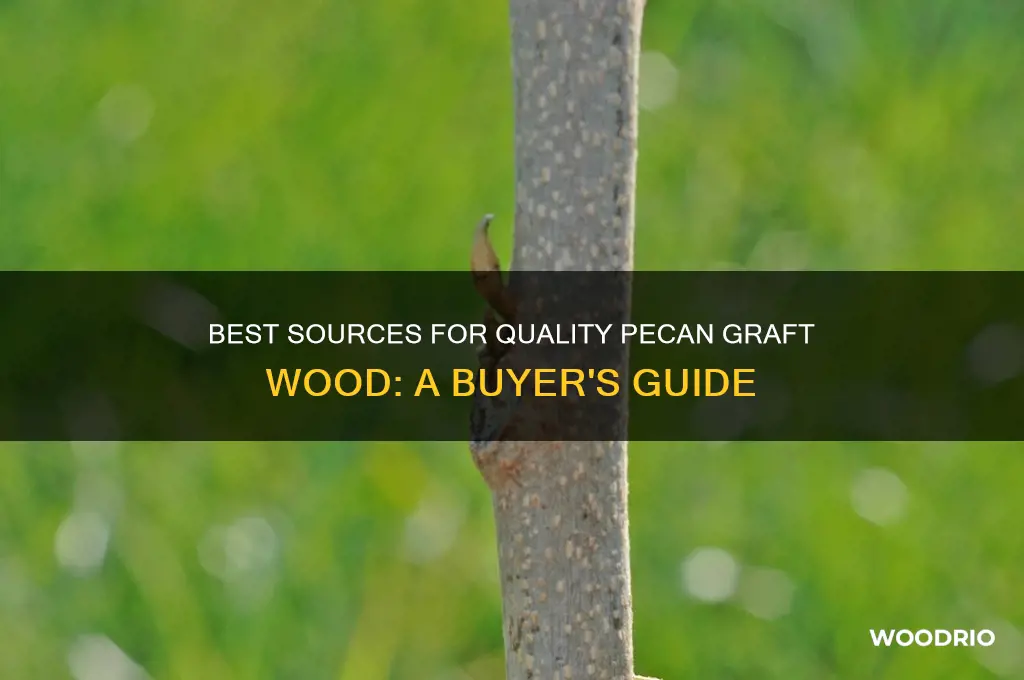where to buy pecan graft wood
