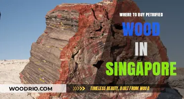 Discover Singapore's Best Spots to Buy Petrified Wood
