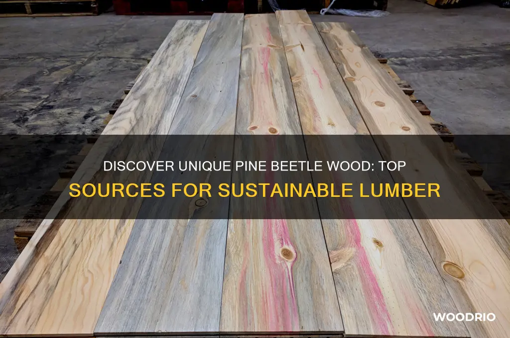 where to buy pine beetle wood