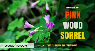 Discover the Best Places to Buy Pink Wood Sorrel Online