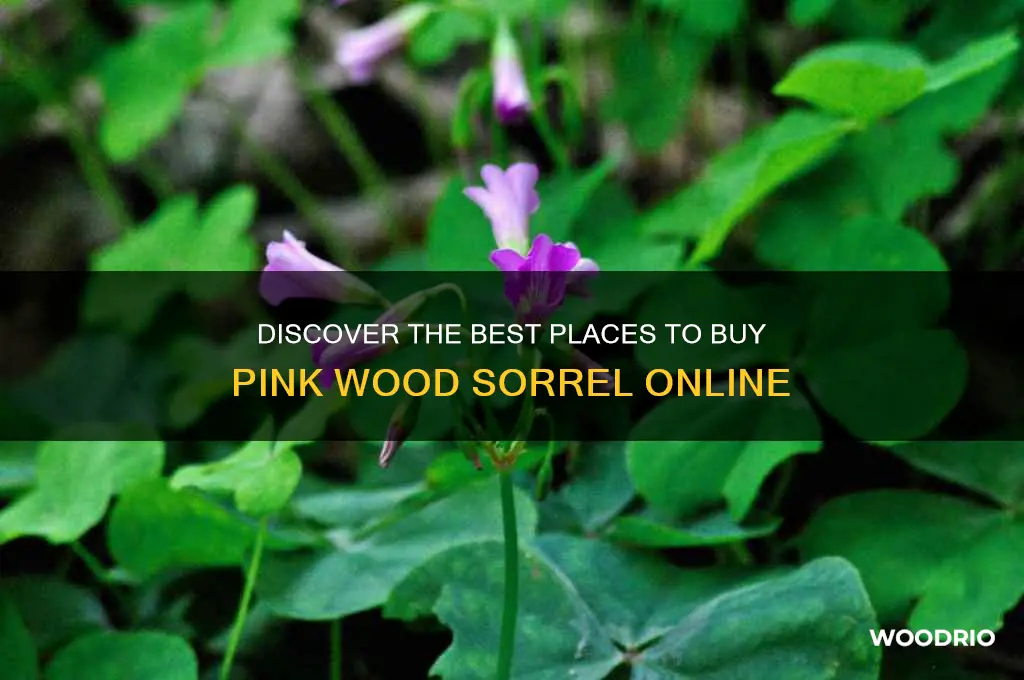 where to buy pink wood sorrel