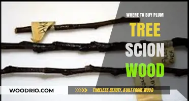 Best Sources for Plum Tree Scion Wood: A Buyer's Guide