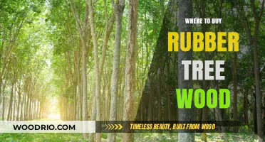 Where to Buy Rubber Tree Wood: Top Sources and Tips