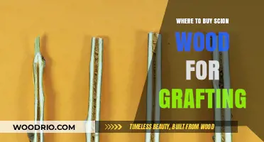 Best Places to Purchase Scion Wood for Successful Grafting Projects
