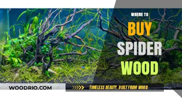 Best Places to Buy Spider Wood for Your Aquarium Setup
