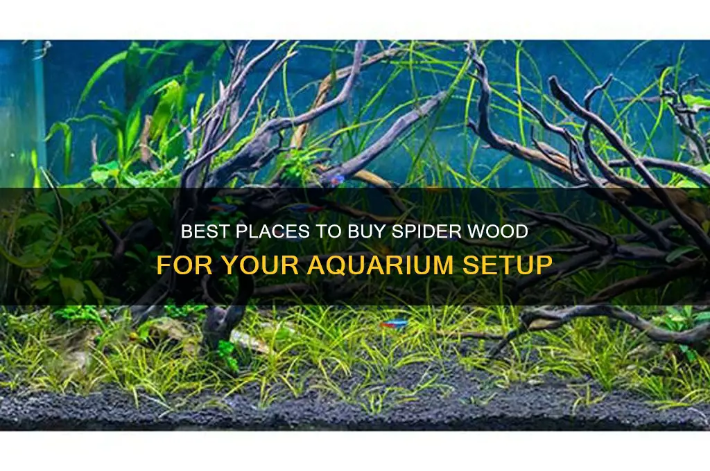 where to buy spider wood
