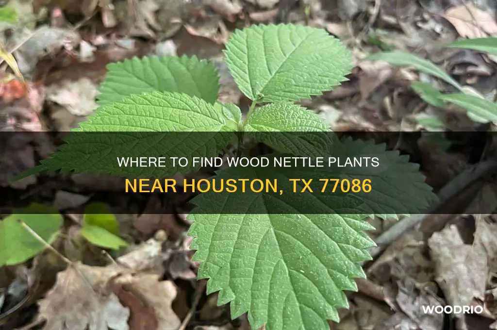 where to buy the wood nettle plant near 77086