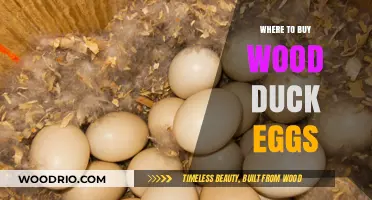 Where to Find and Buy Fresh Wood Duck Eggs Locally