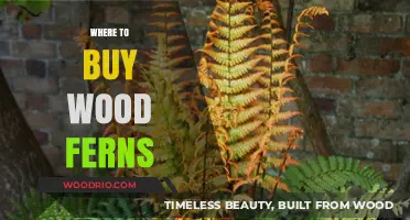 Discover the Best Places to Purchase Wood Ferns Online and Locally