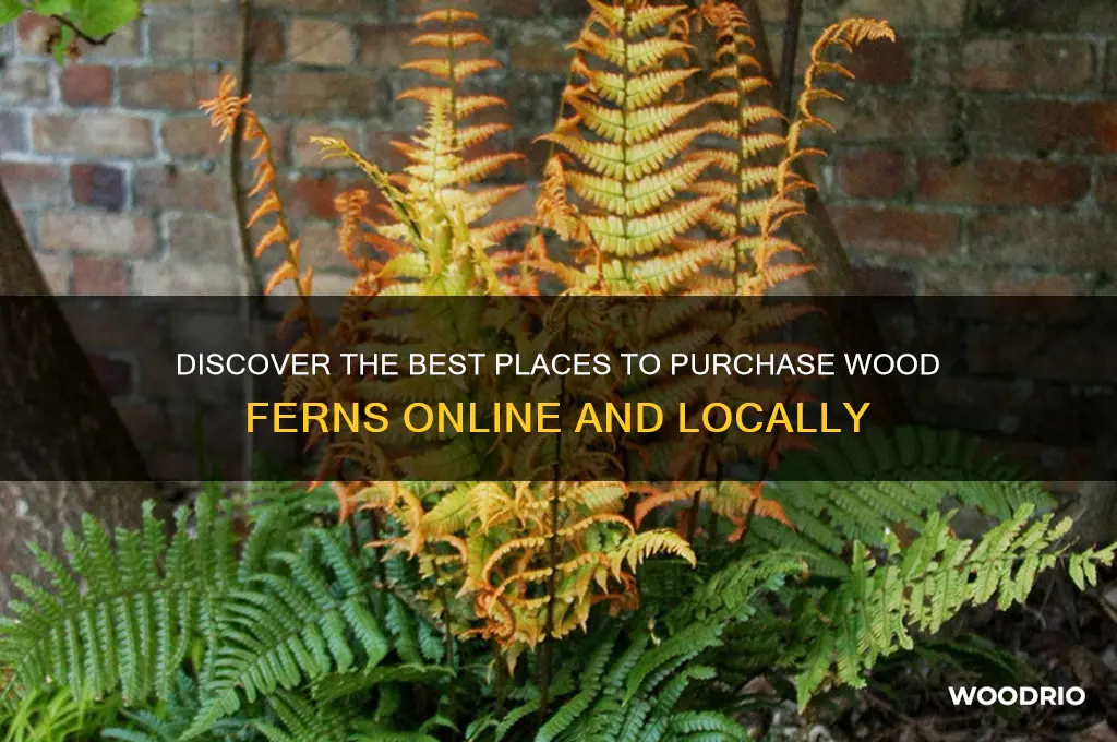 where to buy wood ferns