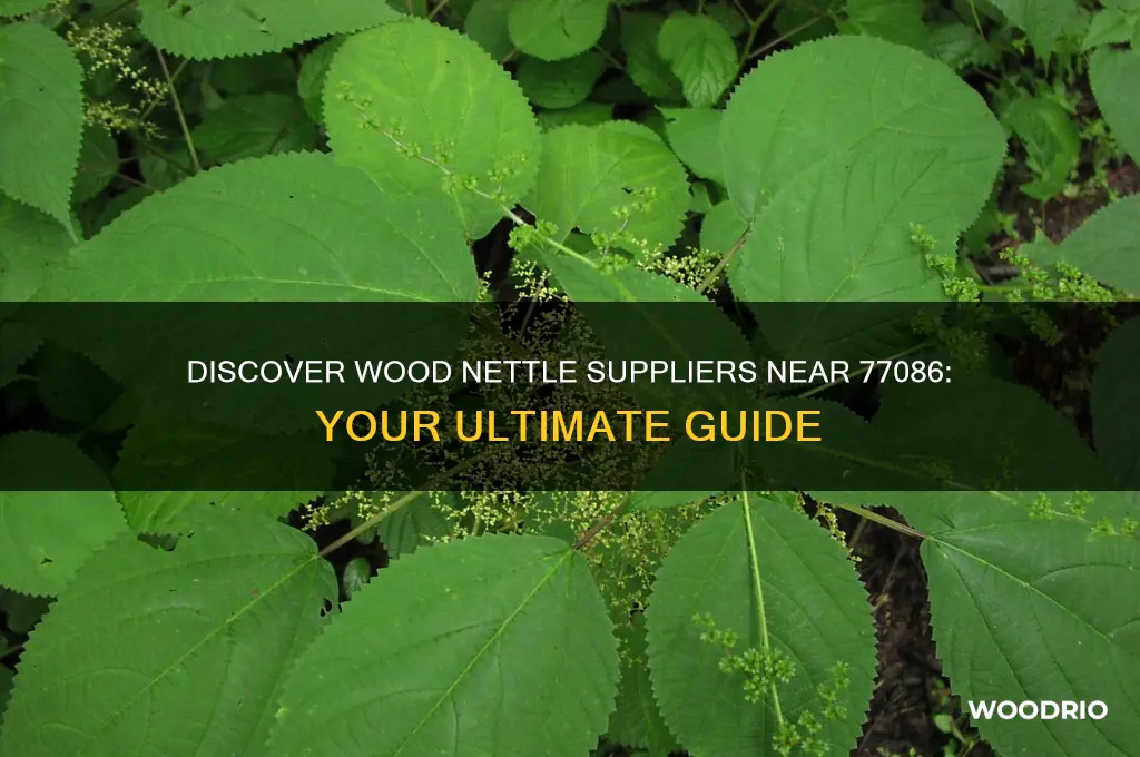 where to buy wood nettle near 77086