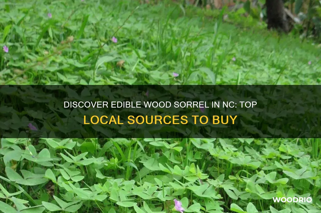 where to buy wood sorrel edible nc