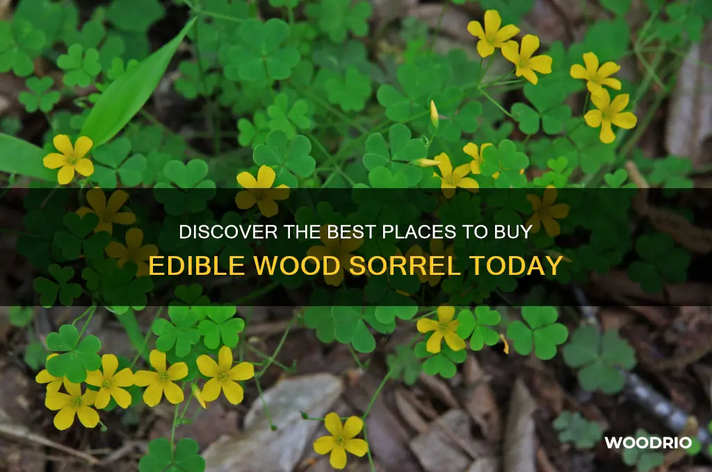 where to buy wood sorrel edible