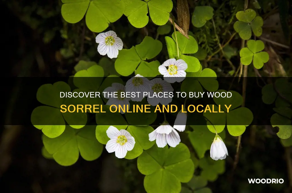 where to buy wood sorrel