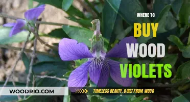 Discover the Best Places to Buy Wood Violets Online and Locally