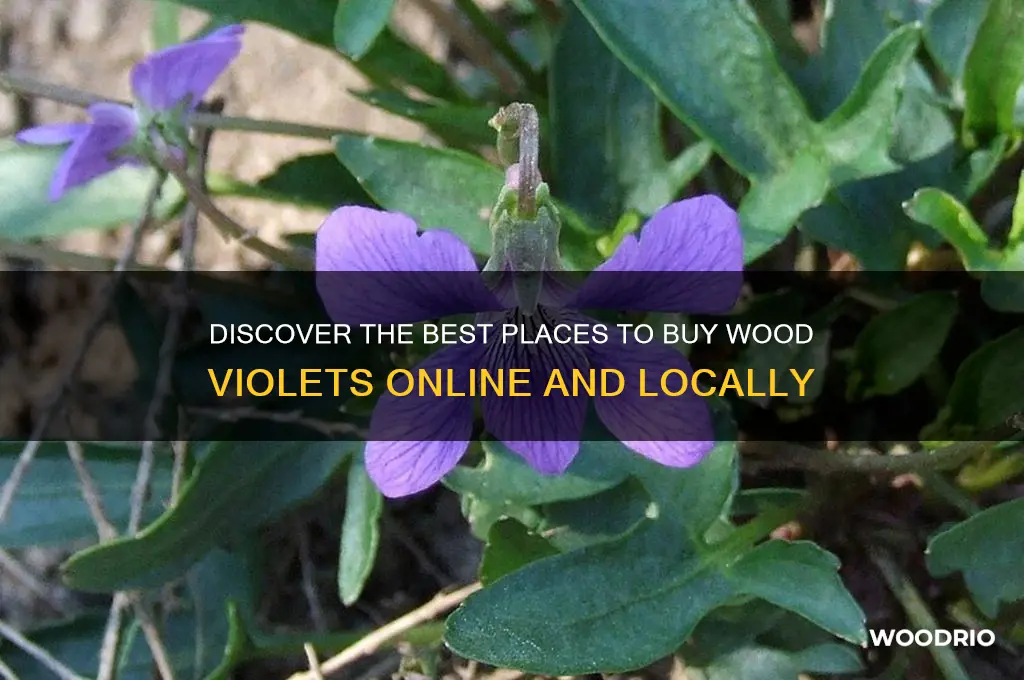 where to buy wood violets