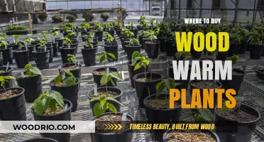 Best Places to Purchase Wood-Warming Plants for Cozy Homes