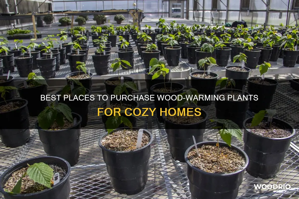 where to buy wood warm plants