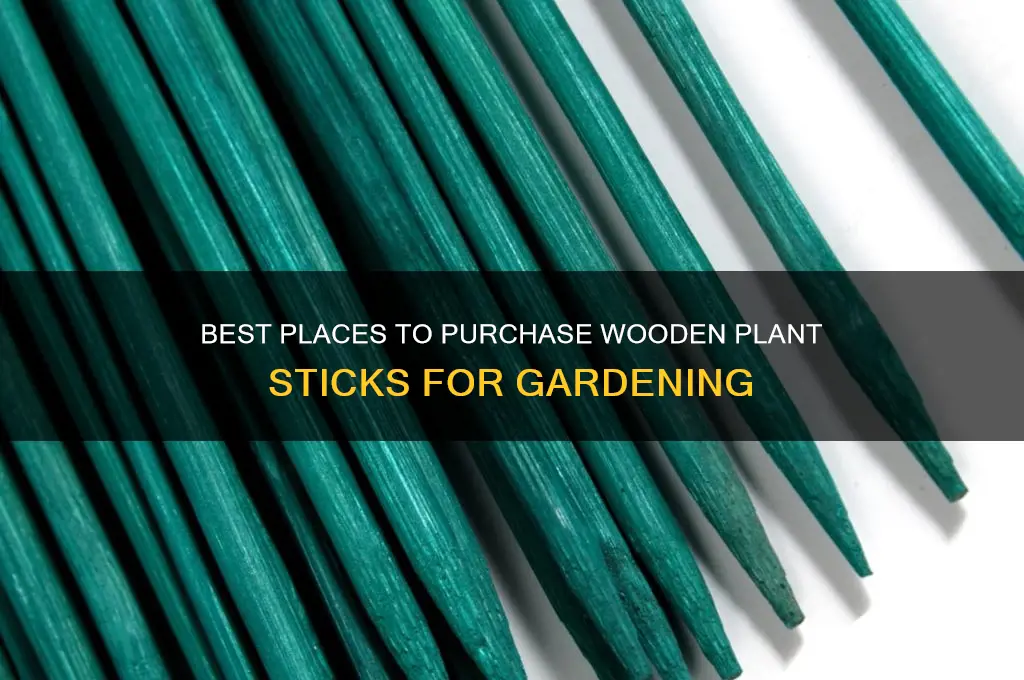 where to buy wooden sticks for plants