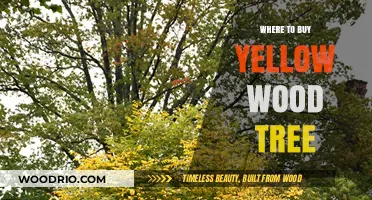 Discover the Best Places to Purchase Yellow Wood Trees Online