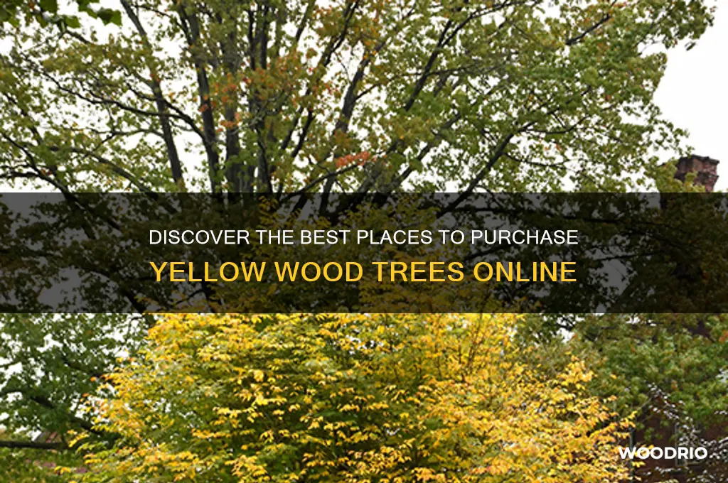 where to buy yellow wood tree
