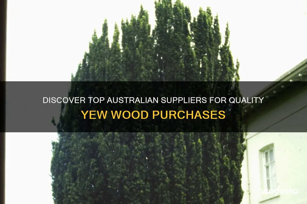 where to buy yew wood in australia