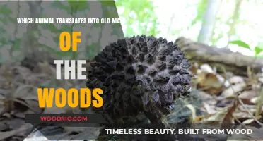 Unveiling the Old Man of the Woods: The Fascinating Animal Behind the Name