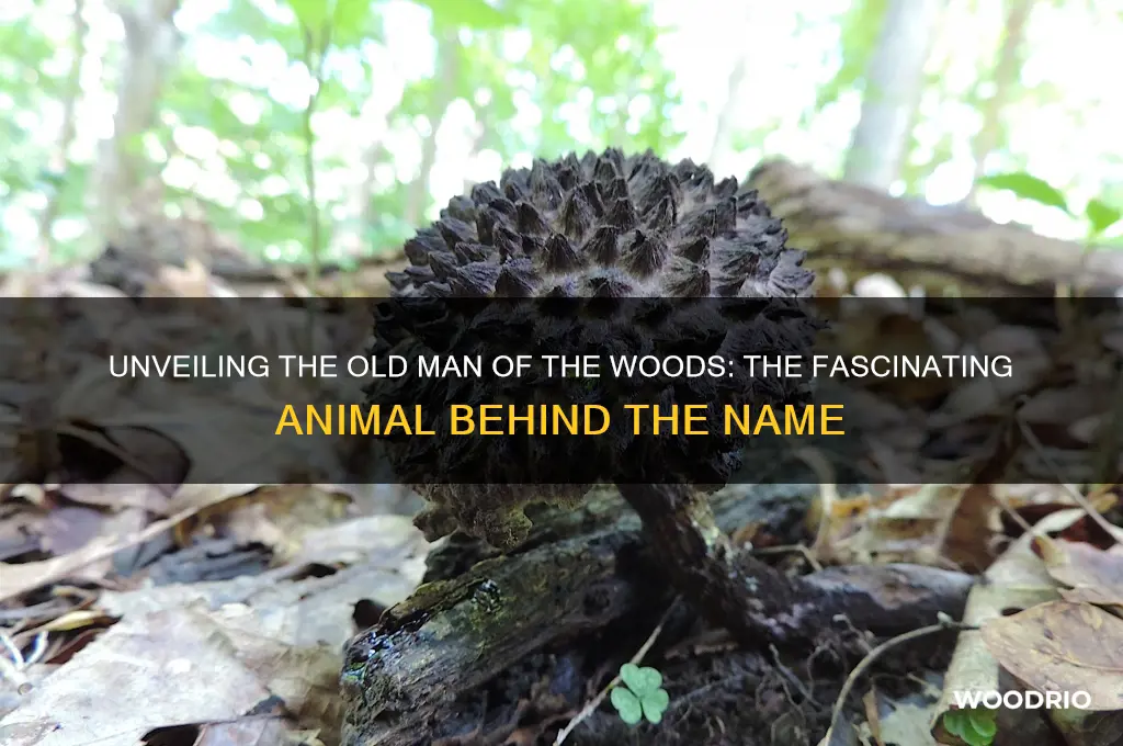 which animal translates into old man of the woods