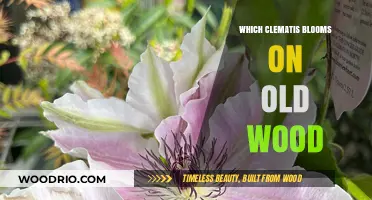 Understanding Clematis: Which Varieties Bloom on Old Wood