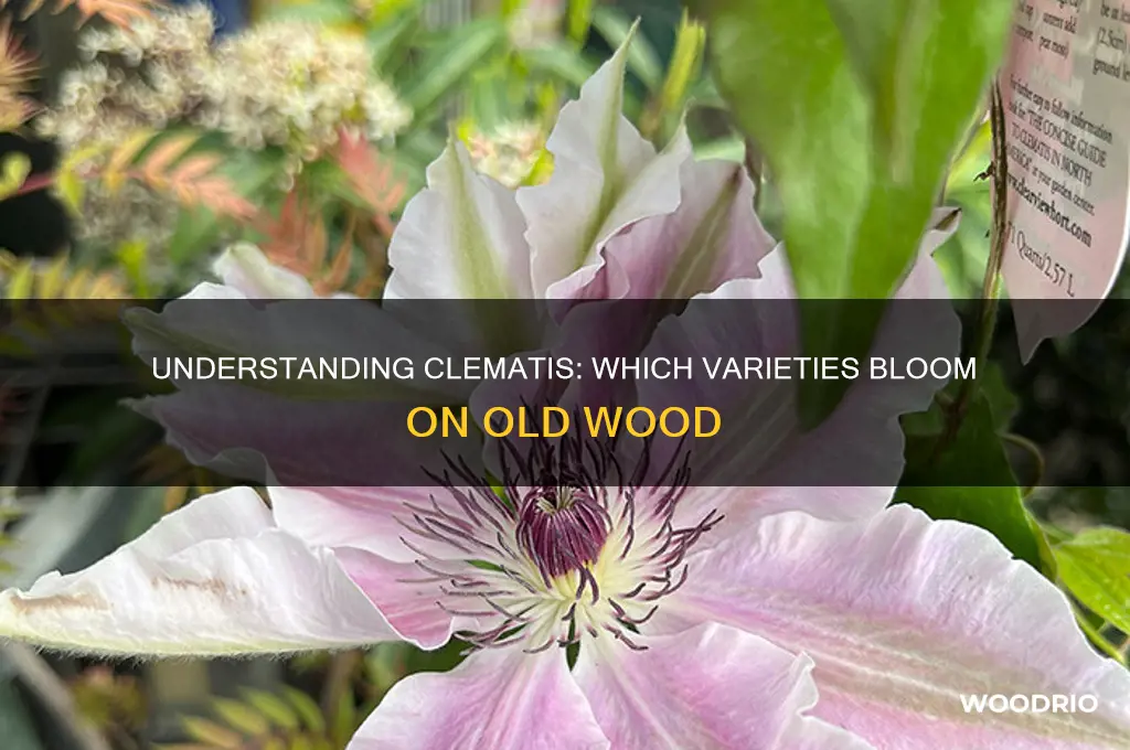 which clematis blooms on old wood