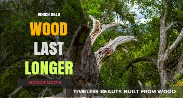 Longevity of Dead Wood: Which Types Endure the Longest?