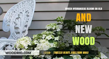 Hydrangea Blooming Secrets: Old vs. New Wood Explained