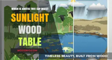Abiotic vs. Biotic: Tree Sap, Insects, Sunlight, and Wood Tables