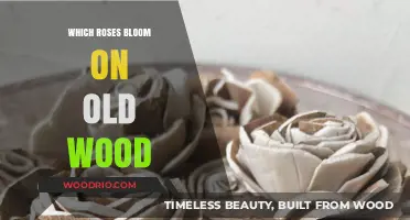 Which Roses Bloom on Old Wood: A Guide to Repeat Bloomers