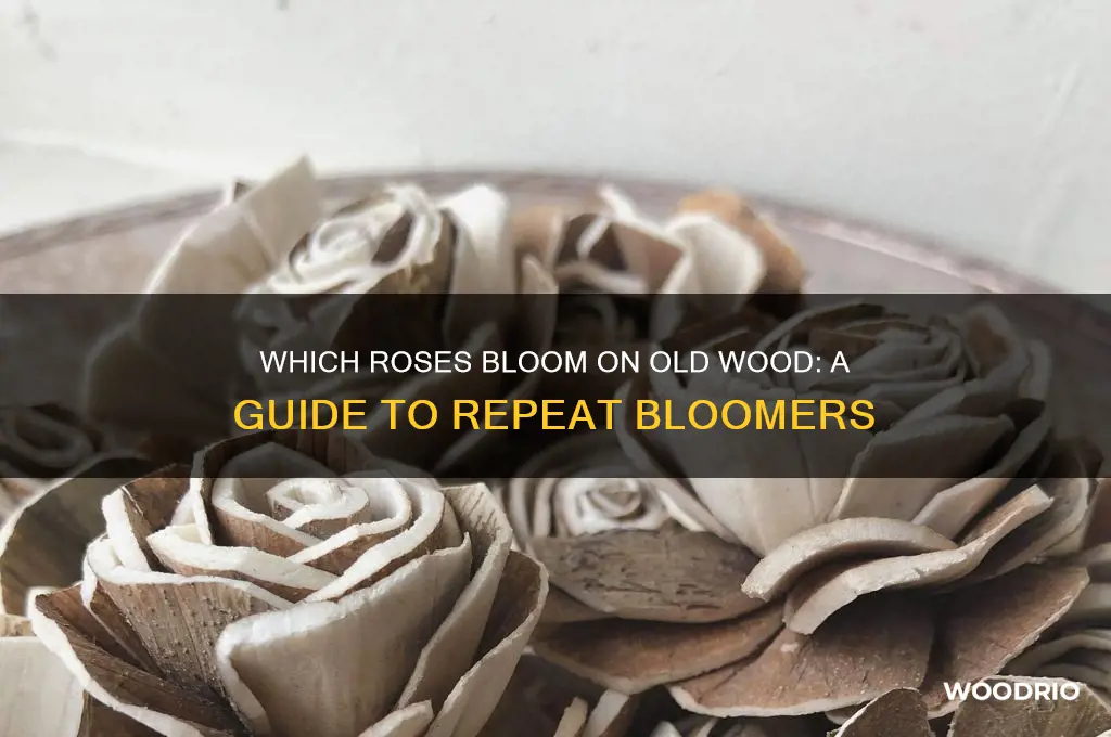 which roses bloom on old wood