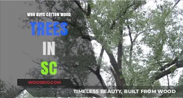 Who Buys Cottonwood Trees in South Carolina? A Buyer's Guide