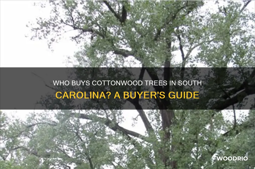 who buys cotton wood trees in sc