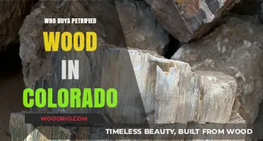 Discovering Colorado's Petrified Wood Buyers: Who's Investing in Ancient Treasures?