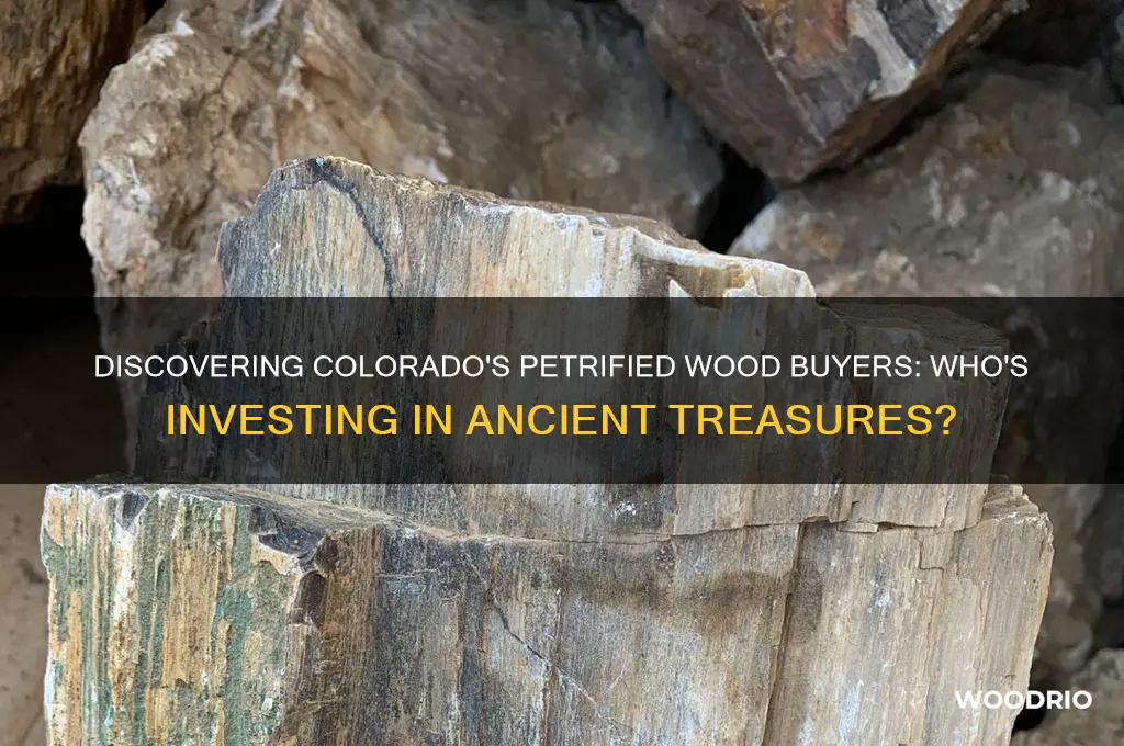who buys petrified wood in colorado