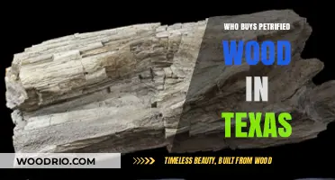 Where to Sell Petrified Wood in Texas: Top Buyers Guide