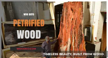Who Buys Petrified Wood? Collectors, Designers, and Nature Enthusiasts