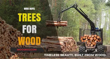 Who Buys Trees for Wood? Exploring the Timber Industry's Key Players